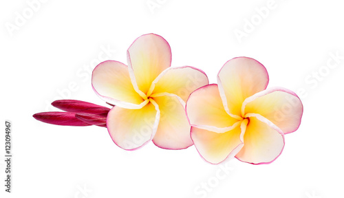 frangipani on white background © wealthy lady