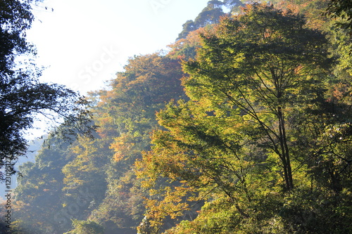 The trees spangled with the morning sun