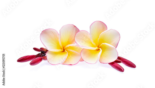 frangipani isolated on white background