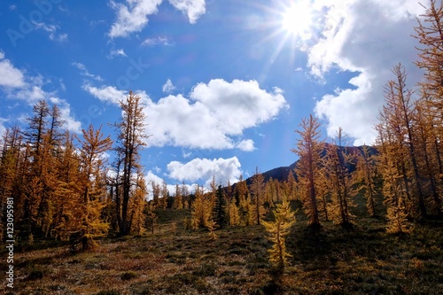 Sunshine in alpine forest. Fall colours. Frosty Mountain. Manning Park. Hope. British Columbia. Canada. 