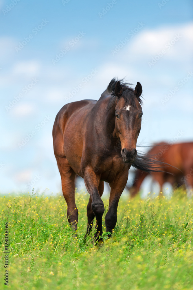 Bay mare on meadow Bay mare on meadow
