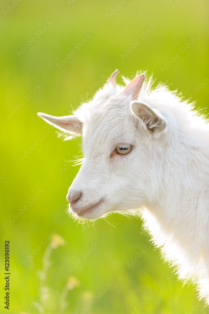 Obraz premium White goat kid portrait on meadow against green grass