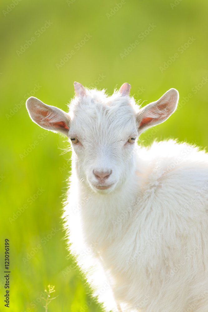 White goat kid  portrait  on meadow against green grass