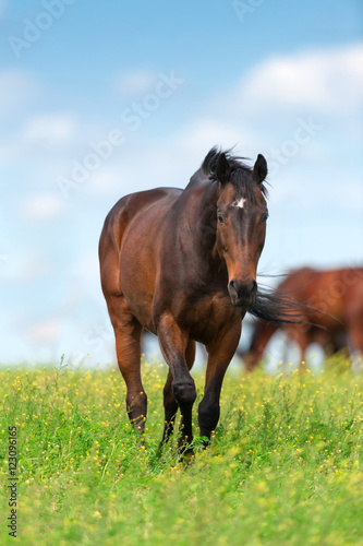 Bay mare on meadow © kwadrat70