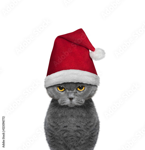 Fototapeta Naklejka Na Ścianę i Meble -  Cute cat in a hat of Santa Claus