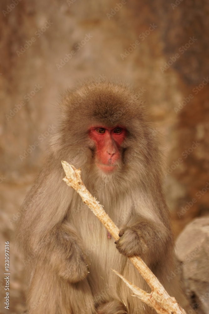 Fototapeta premium ニホンザル