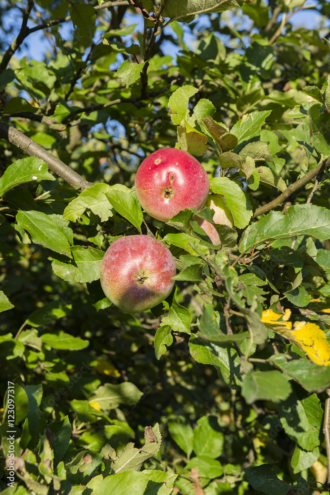 Blushing apple tree. Blushing apple tree.