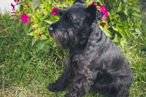 black schnauzer dog with flower background