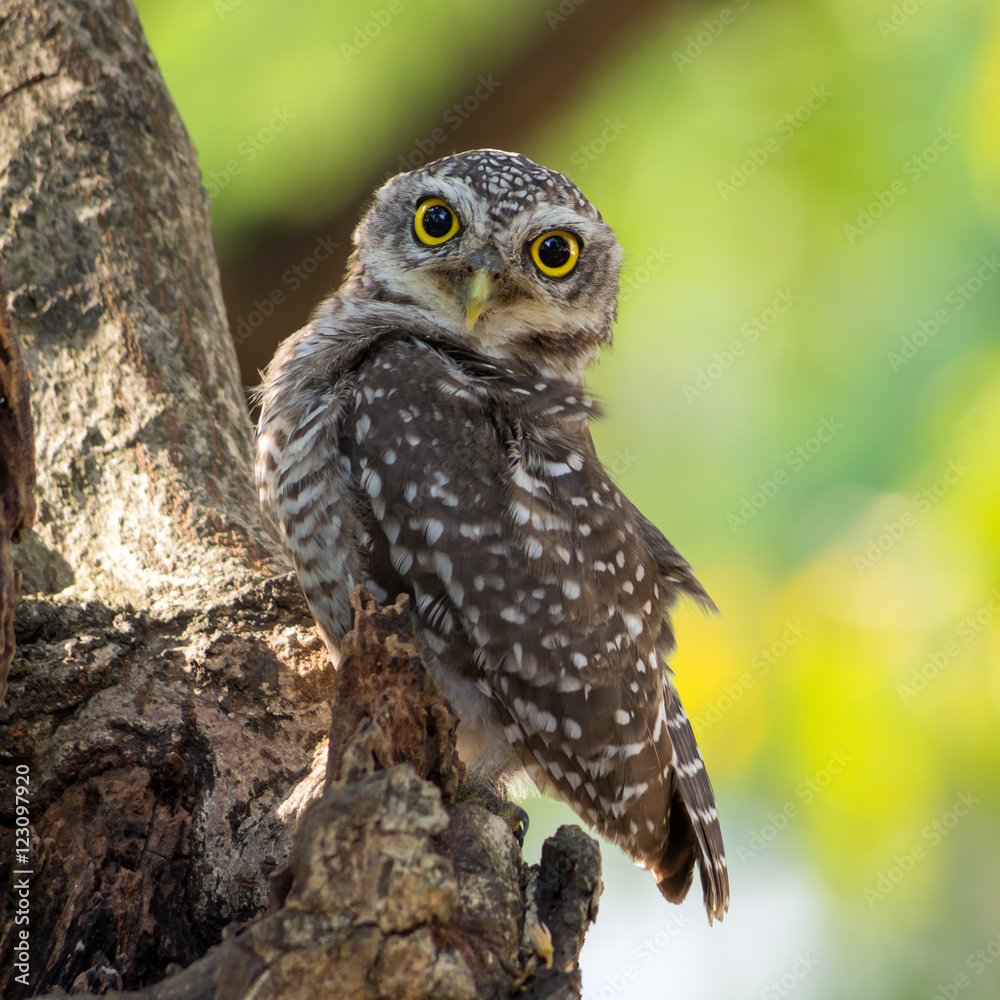 Obraz premium Little owl