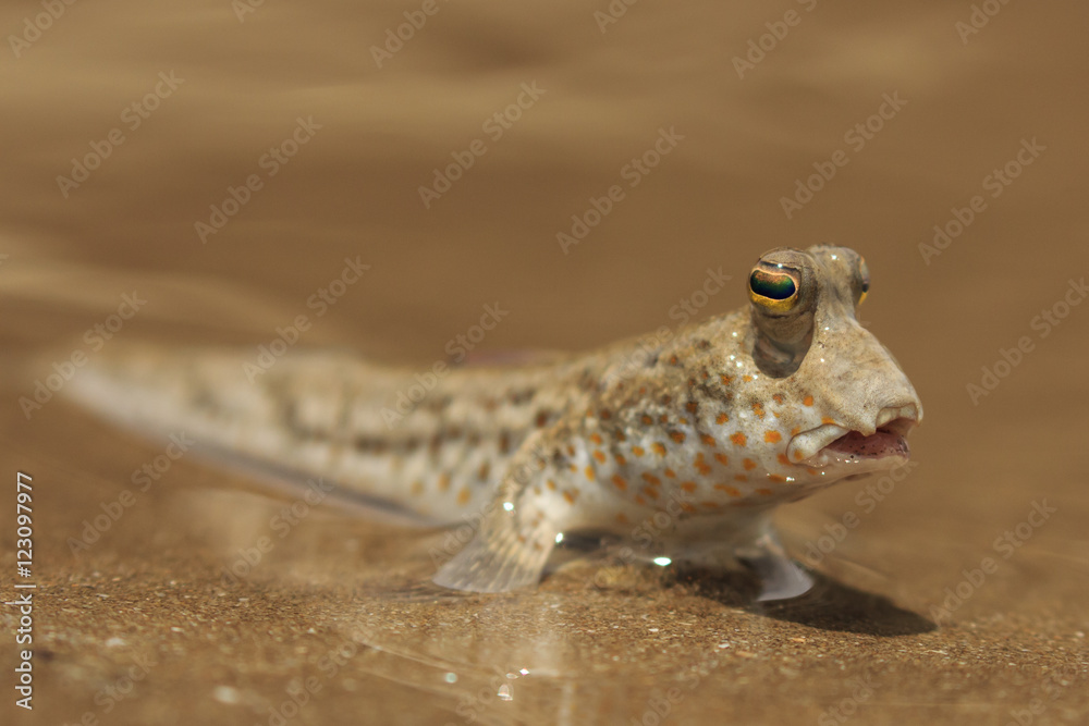 Naklejka premium Fish out of Water. Rockskipper fish on land. Amphibious fish 