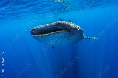 Whale Shark