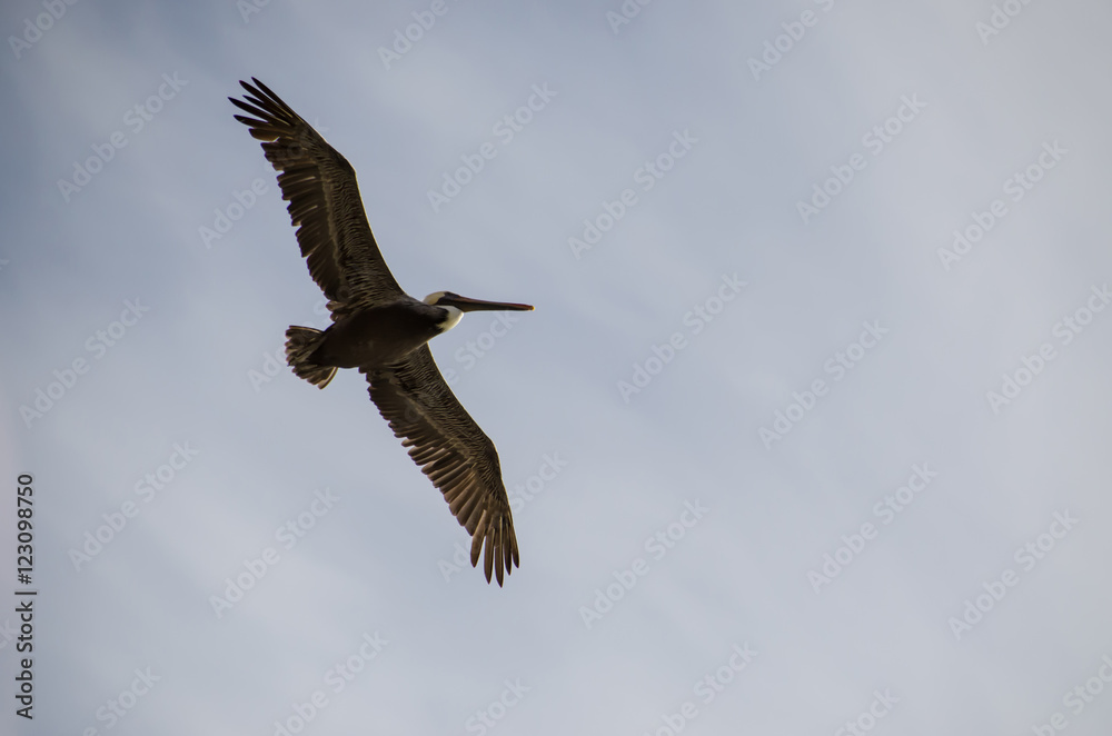 Fototapeta premium Large bird soaring with wings spread
