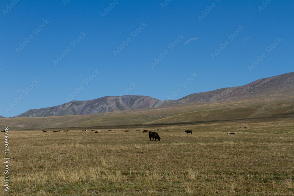 Obraz premium pasture in the mountains of Kazakhstan