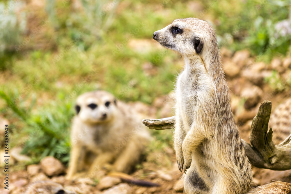 Suricata Suricatta - Meercats Photo Suricata Suricatta - Meercats Photo