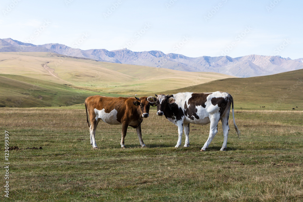 Cows in the mountains of Kazakhstan