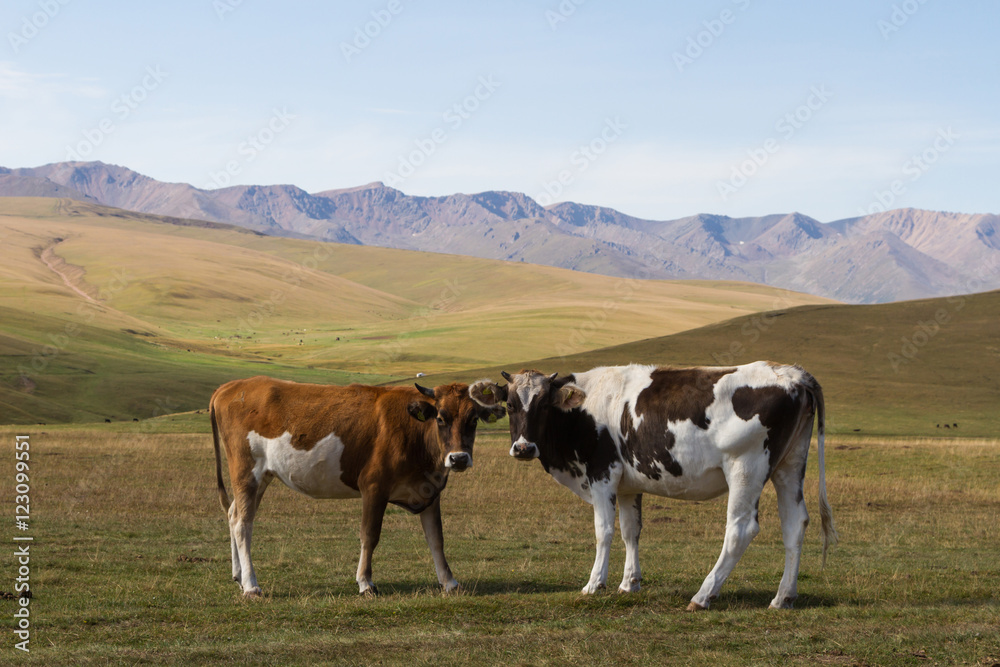 two cows in the mountains