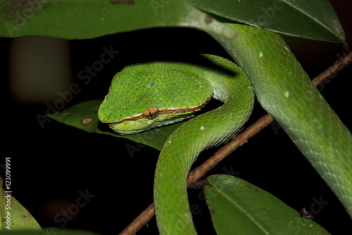 Temple Viper Snake (Wagner's Pit Viper). Green snake in tree