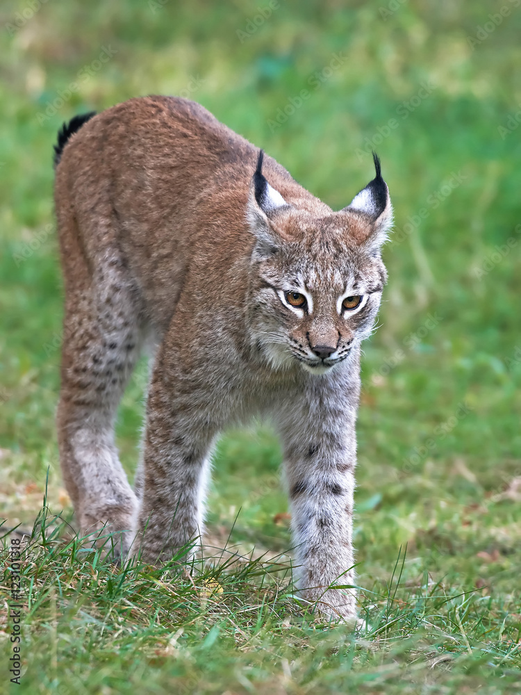 Naklejka premium Eurasian lynx (Lynx lynx)