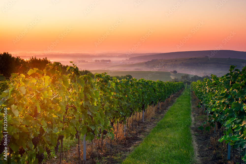 Naklejka premium Sunrise over vineyeard