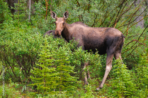 Wild Moose © BGSmith