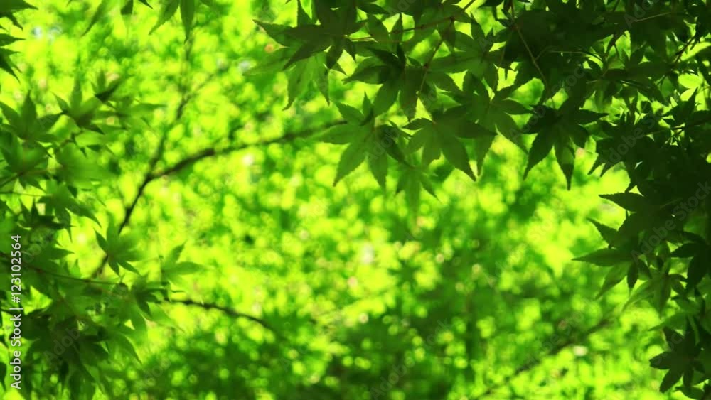 Japanese maple tree moving in the wind, natural background. 4K resolution. Japanese maple tree moving in the wind, natural background. 4K resolution.
