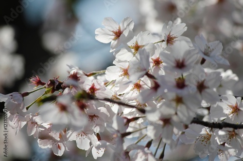 桜の花