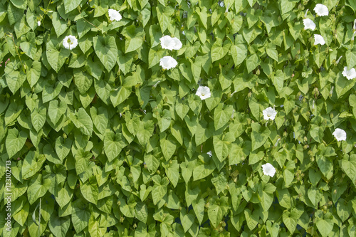 Blossoming bindweed wall