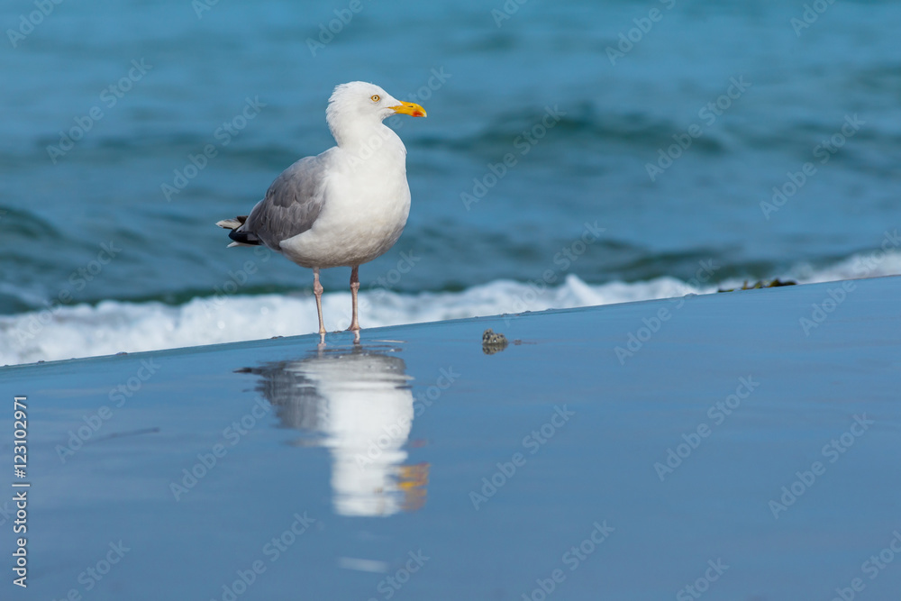 Seagull on the beach with reflection Seagull on the beach with reflection