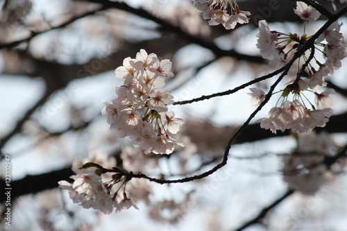 桜の花