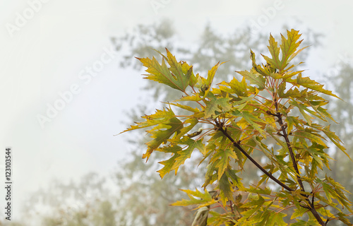 Branch of maple with yellow leaves