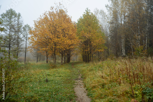 Fototapeta Naklejka Na Ścianę i Meble -  Тропинка в туманном осеннем лесу