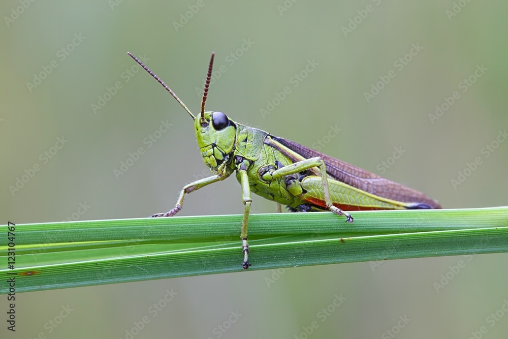 Large marsh grasshopper, Stethophyma grossum Large marsh grasshopper, Stethophyma grossum