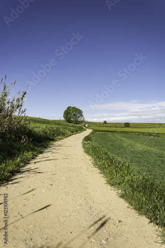 Camino entre campos photo