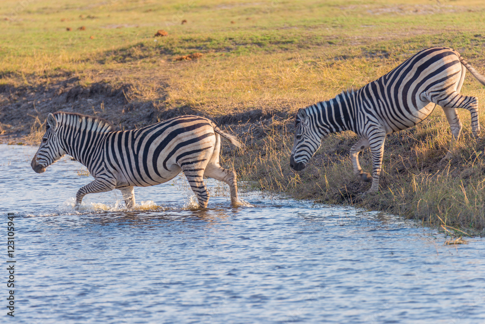 Obraz premium Zebras crossing Chobe river. Glowing warm sunset light. Wildlife Safari in the african national parks and wildlife reserves.
