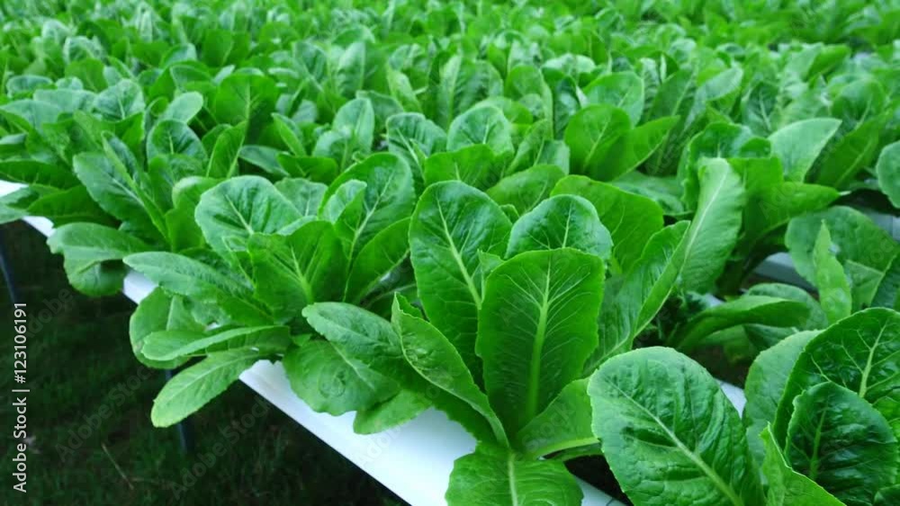 Hydroponic vegetables growing in greenhouse, Thailand, Cos Lettuce
Hydroponic vegetables growing in greenhouse, Thailand, Cos Lettuce