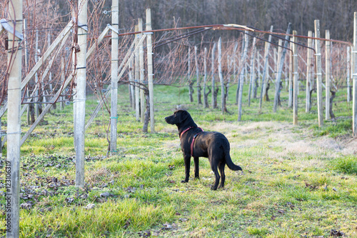 Tableau sur toile Dog in a Frosty wineyard of Gattinara in the winter in Pidemont