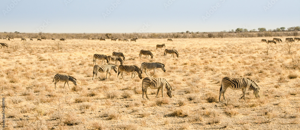Naklejka premium Zebra