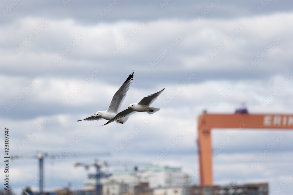 Hungry seagull birds fighting for fish rests Hungry seagull birds fighting for fish rests