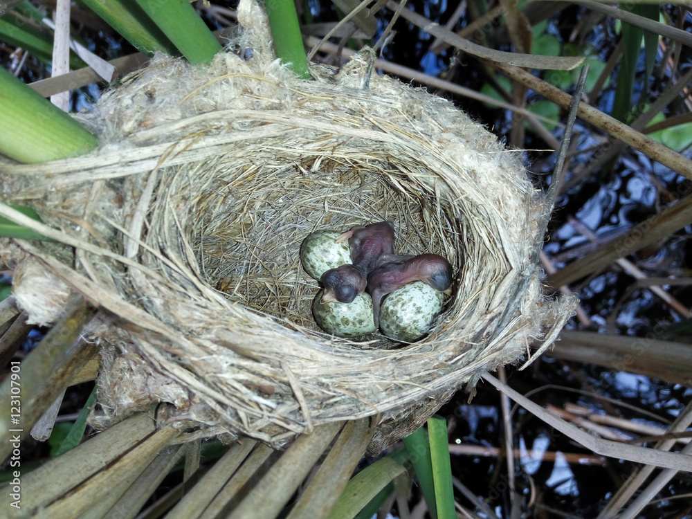 Paddyfield Warbler (Acrocephalus agricola). Paddyfield Warbler (Acrocephalus agricola).