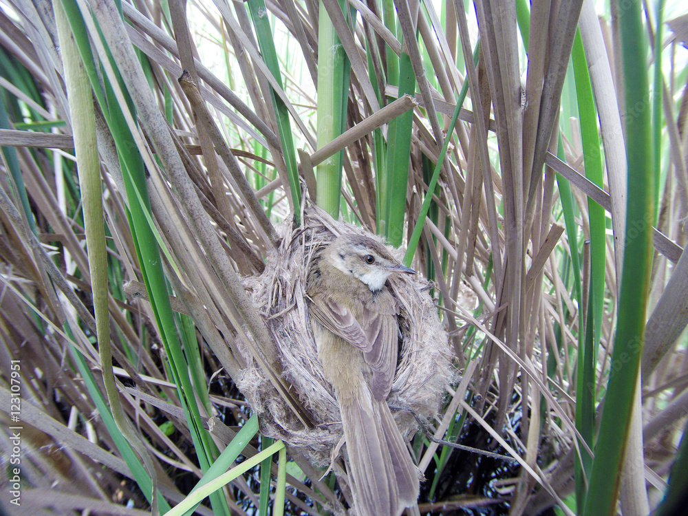 Fototapeta premium Paddyfield Warbler (Acrocephalus agricola).