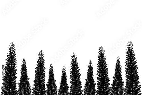 Pine tree isolated on white for Christmas decoration design.