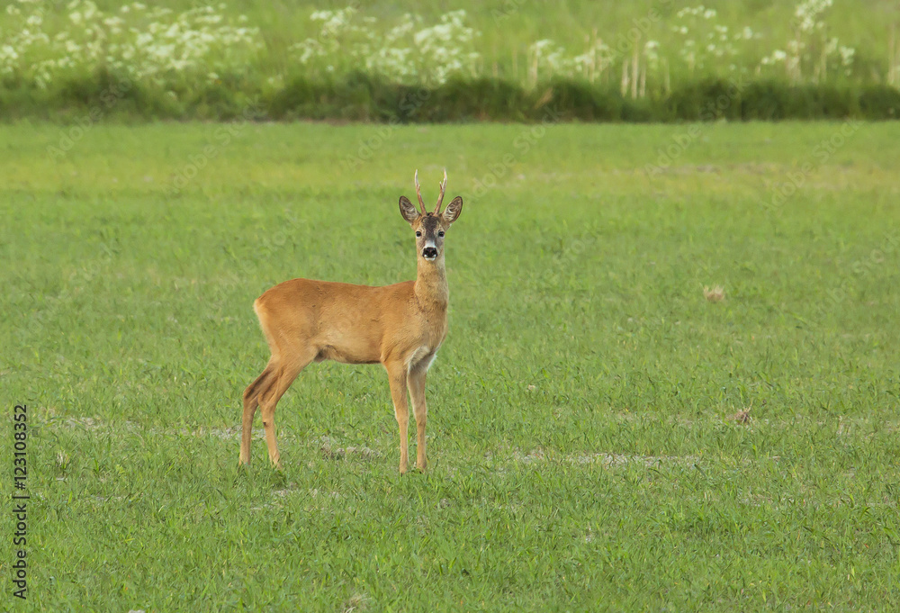 A beautiful watchful deer standing in the field