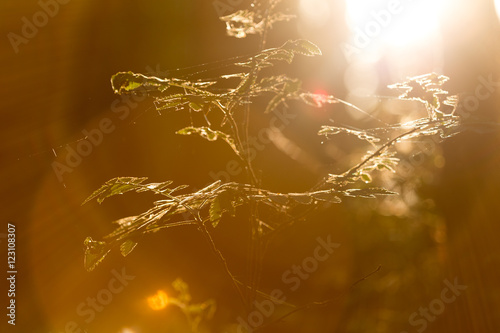 Smooth summer evening sunlight trough plants, grass, oak leaves, weed. Midsummer in Sweden