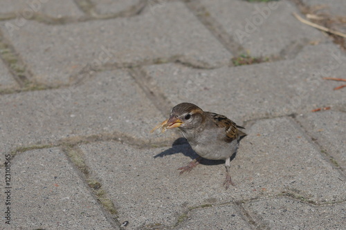 young sparrow