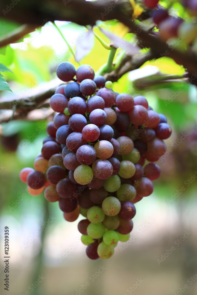 Red grapes in vineyard
