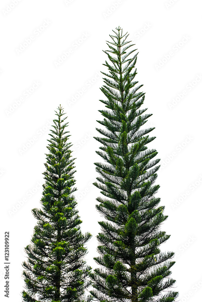 Pine tree isolated on white for Christmas decoration design.
