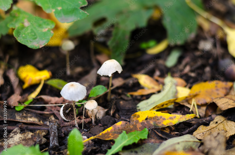 Pair of fragile thin mushrooms, in moorland, in forest. Pair of fragile thin mushrooms, in moorland, in forest.