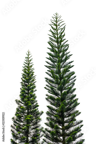 Pine tree isolated on white for Christmas decoration design.  