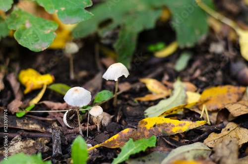 Pair of fragile thin mushrooms, in moorland, in forest.