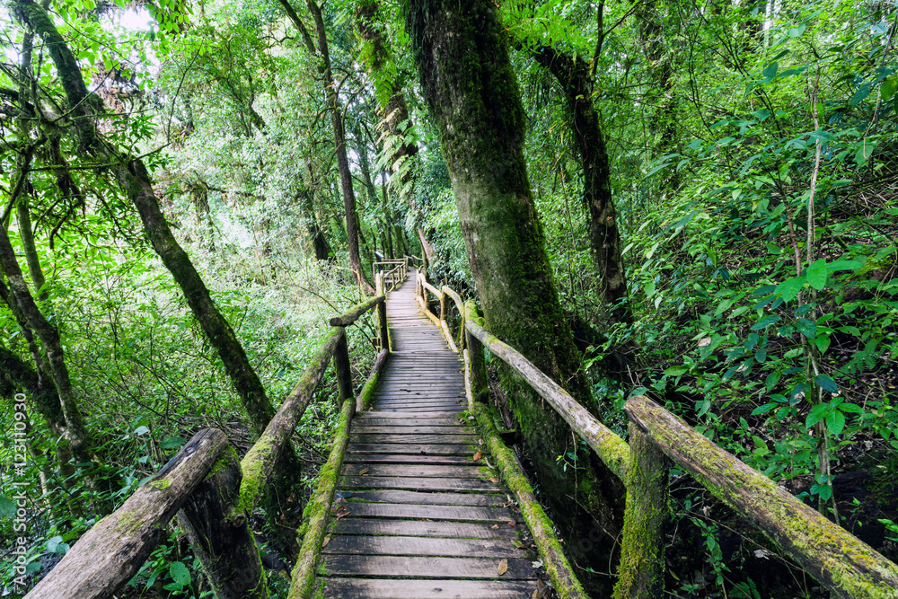 Beautiful rain forest at Angka nature trail in Doi Inthanon national park, Thailand,soft focus.